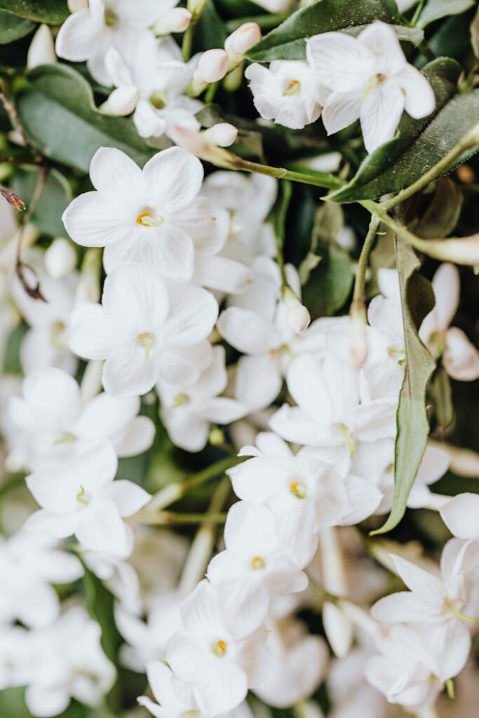 pexels-photo-4623058 Small White Orchid Flowers