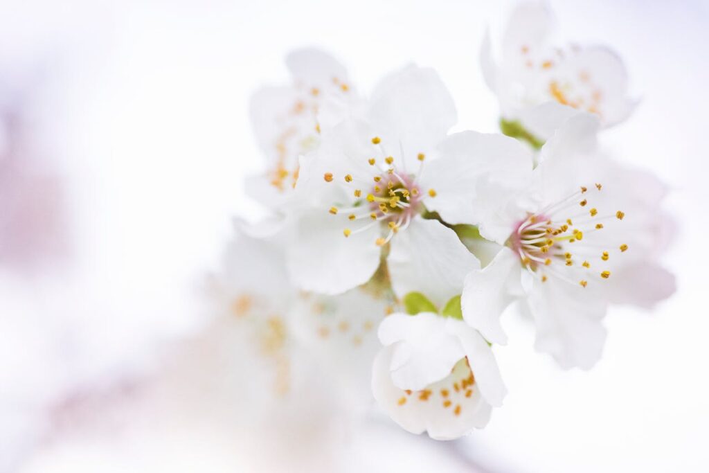 pexels-photo-548389 White Cherry Blossoms in Selective Focus Photography